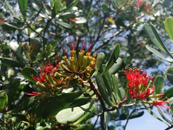 Close-up of red flowering plant