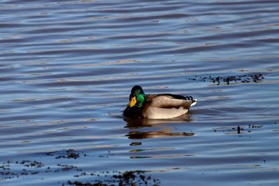 Close-up of duck swimming in water