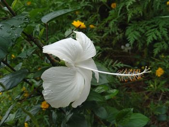 Close-up of white flowering plant