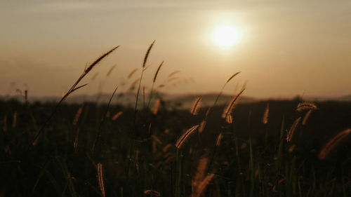 Close-up of stalks in field against bright sun