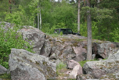 Rocks by trees in forest