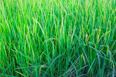 Full frame shot of corn field