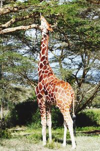 View of a giraffe