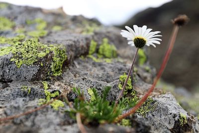 Close-up of flowering plant on rock