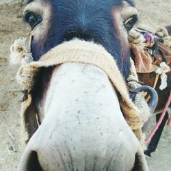 Close-up of horse