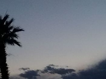 Low angle view of palm trees against sky