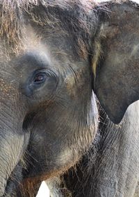 Close-up of elephant