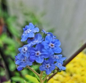 Close-up of purple flowers blooming outdoors