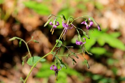 Close-up of pink flowering plant