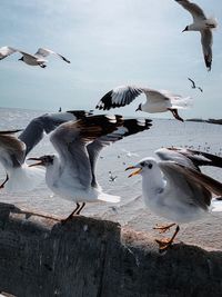 Seagulls flying over sea against sky