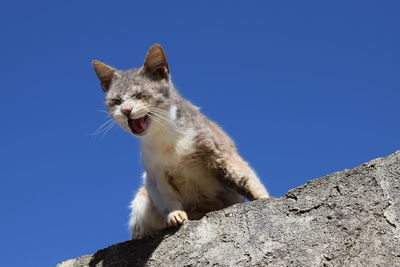 Low angle view of cat sitting on rock against clear blue sky