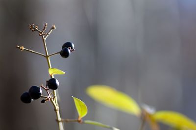 Close-up of plant