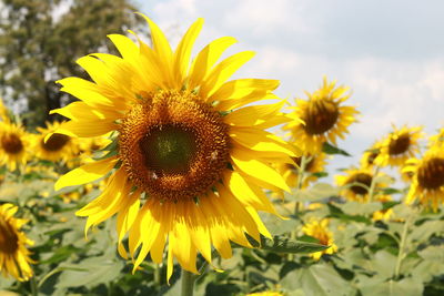 flower
