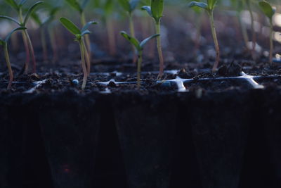 Close-up of messy field