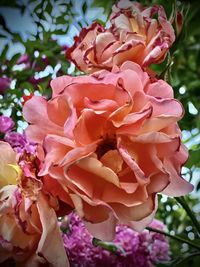 Close-up of pink roses