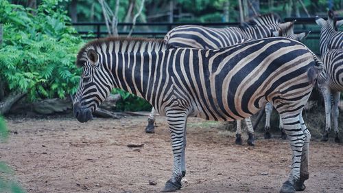 Zebras in a zoo