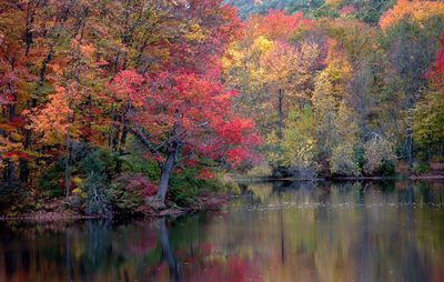 Reflection of trees in lake