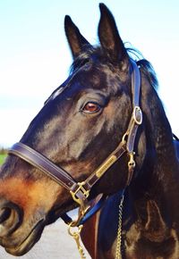 Close-up of horse against sky