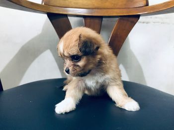 High angle view of dog looking away