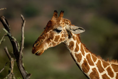 Close-up of reticulated giraffe by dead branches