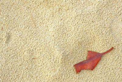 Leaf on the sand background