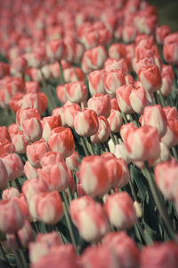 Full frame shot of pink flowers