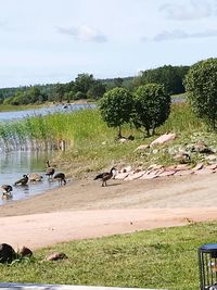 Birds in a lake