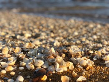Surface level of shells on shore