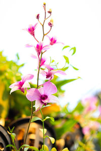 Close-up of pink flowers blooming outdoors