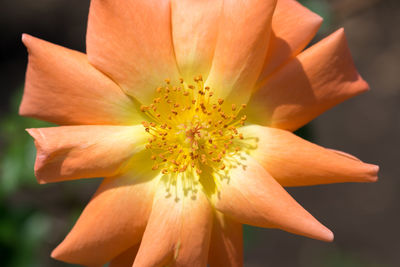 Close-up of flower blooming outdoors