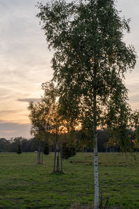 Trees on field against sky at sunset