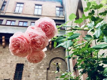 Close-up of pink roses on plant