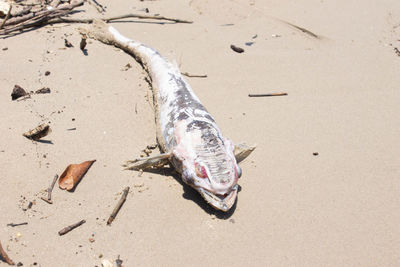 High angle view of fish on beach