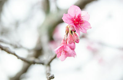 Close-up of pink flower blooming on tree