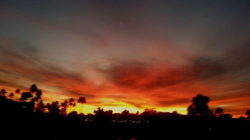 Silhouette of trees at sunset