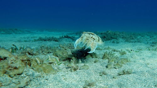 Sepia pharaonis. mollusks, type of mollusk. head-footed mollusks. cuttlefish squad. 