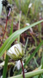 Close-up of insect on flower