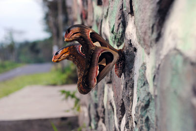Close-up of lizard on tree trunk