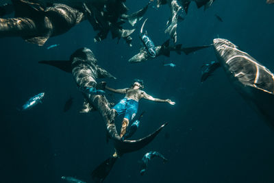 Swimming with the sharks