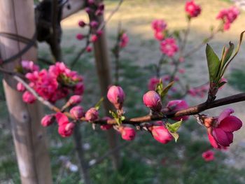 Close-up of pink flowers blooming on tree