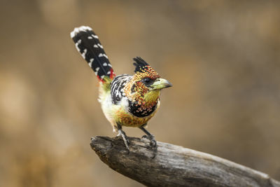 Close-up of bird perching on a branch