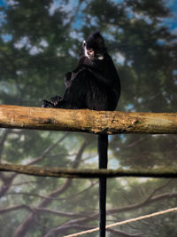 Low angle view of monkey perching on branch