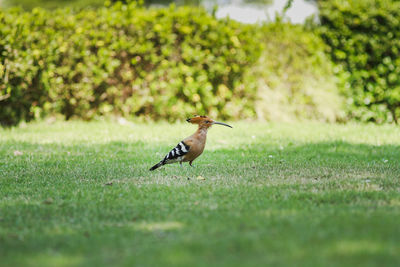 Side view of a bird on land