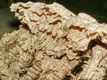 Close-up of tree trunk on rock