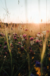 Close-up of flowering plants on field against sky