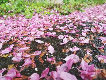Close-up of pink flowers leaves in water