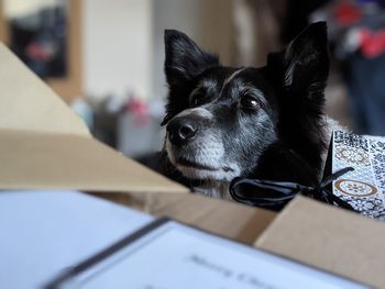 Close-up portrait of dog relaxing at home