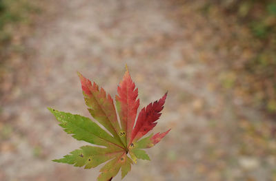 Close-up of autumnal leaves
