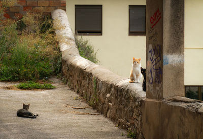 View of a cat on building