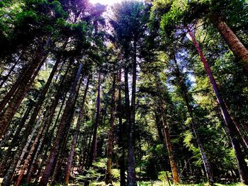 Low angle view of trees in forest